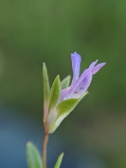 Collinsia sparsiflora