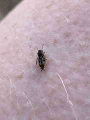 Ellipes minuta