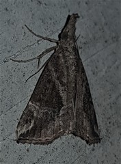 Hypena laceratalis