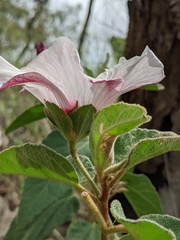 Hibiscus normanii