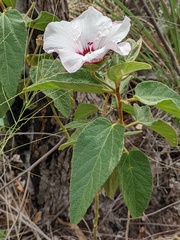 Hibiscus normanii