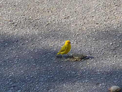 Saffron Finch