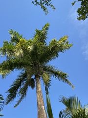 Roystonea borinquena