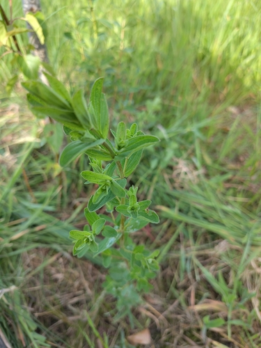 Common St. John's Wort