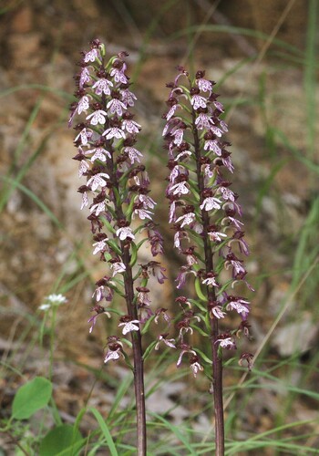 Lady Orchid