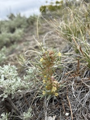 Ipomopsis spicata, photograph author not stated, no rights reserved