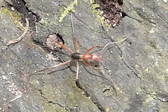 Leptomyrmex tibialis