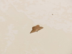 Plesiomorpha punctilinearia