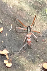 Leptomyrmex tibialis