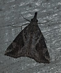 Hypena laceratalis