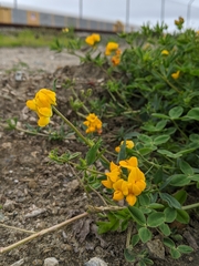 Lotus corniculatus
