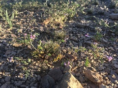 Astragalus emoryanus