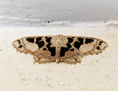 Scopula divisaria