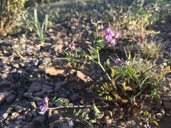 Astragalus emoryanus