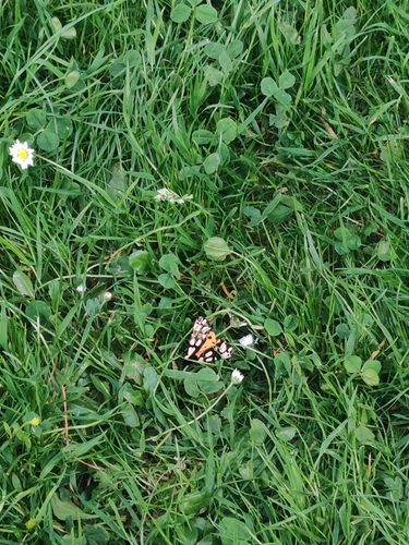 Cream-spot Tiger