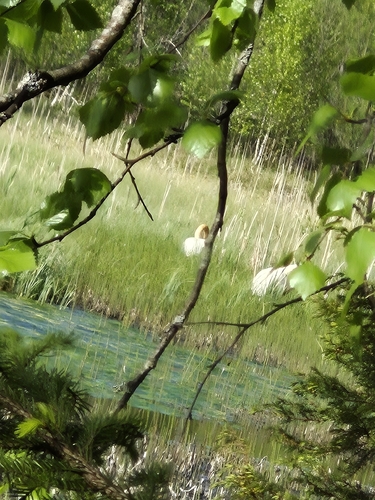 Whooper Swan