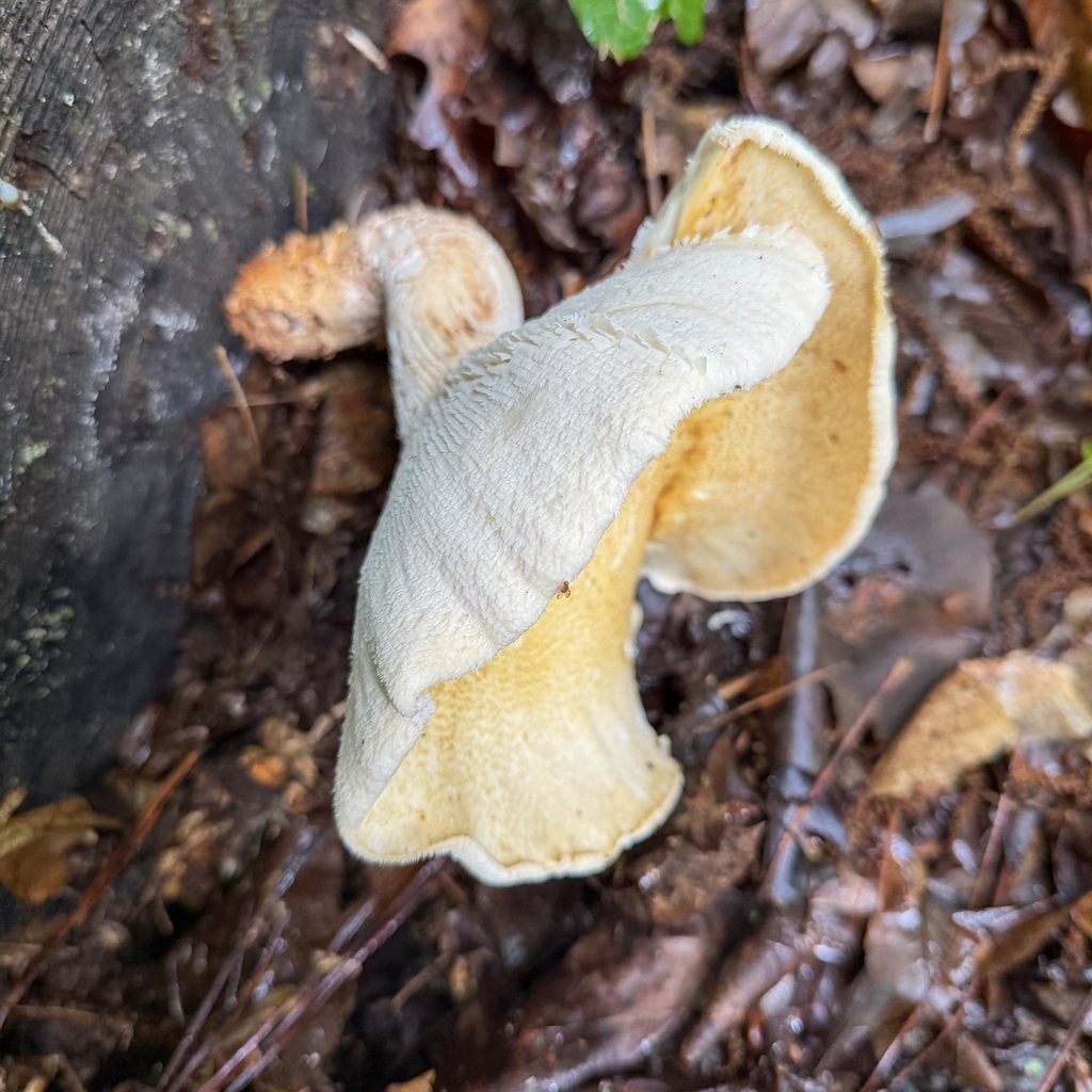 Trainwrecker · May 2026 · photo: Photo: (c) Dan Vickers, some rights reserved (CC BY) · iNaturalist