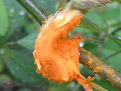 Phragmidium rosae-multiflorae