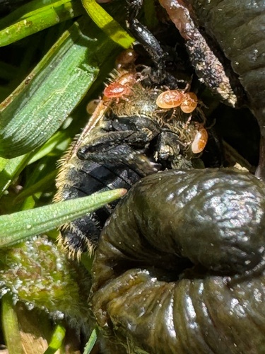Poecilochirus necrophori