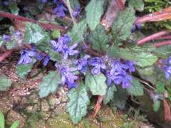 Ajuga decumbens