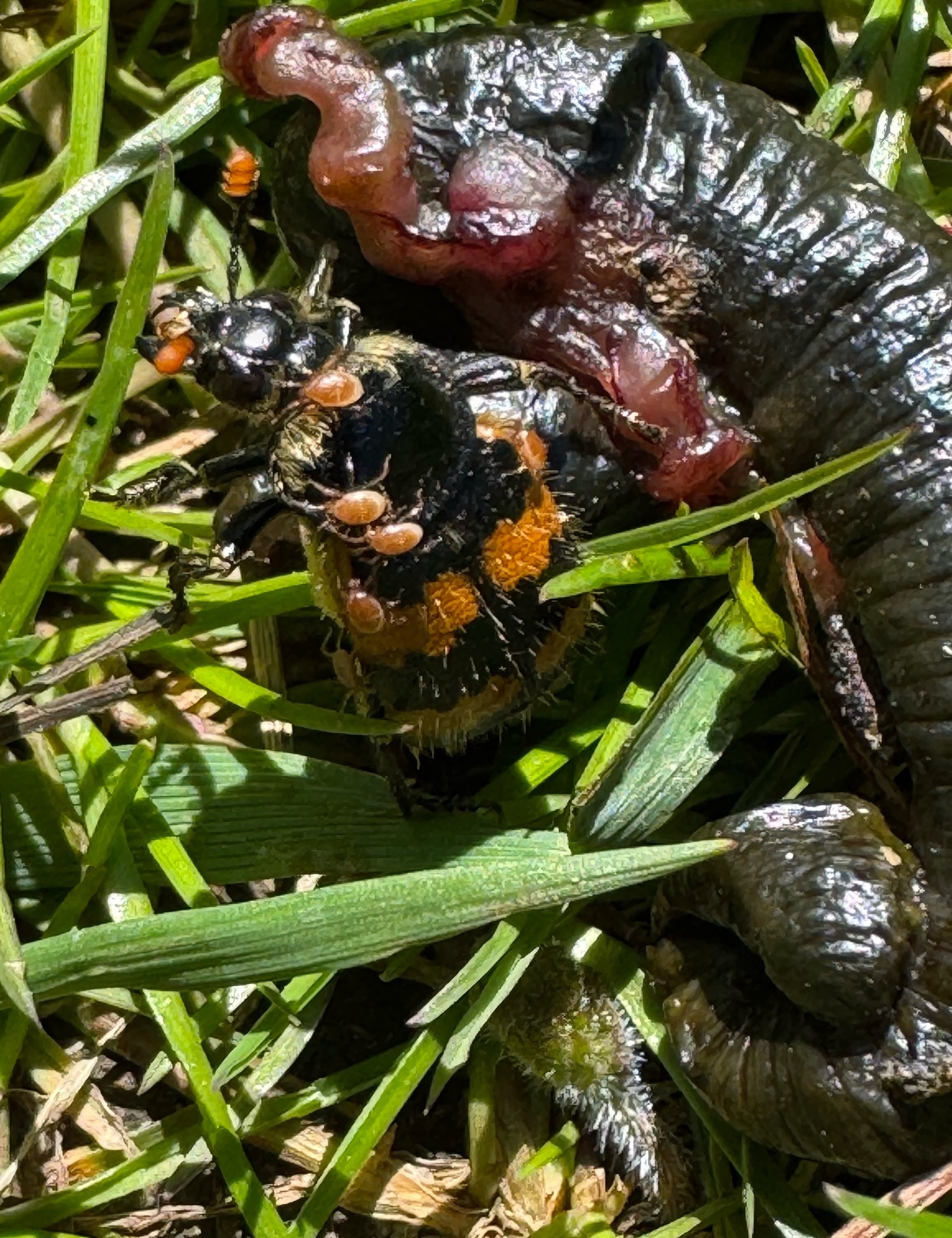Poecilochirus necrophori Vitzthum, 1930