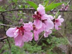 Prunus davidiana