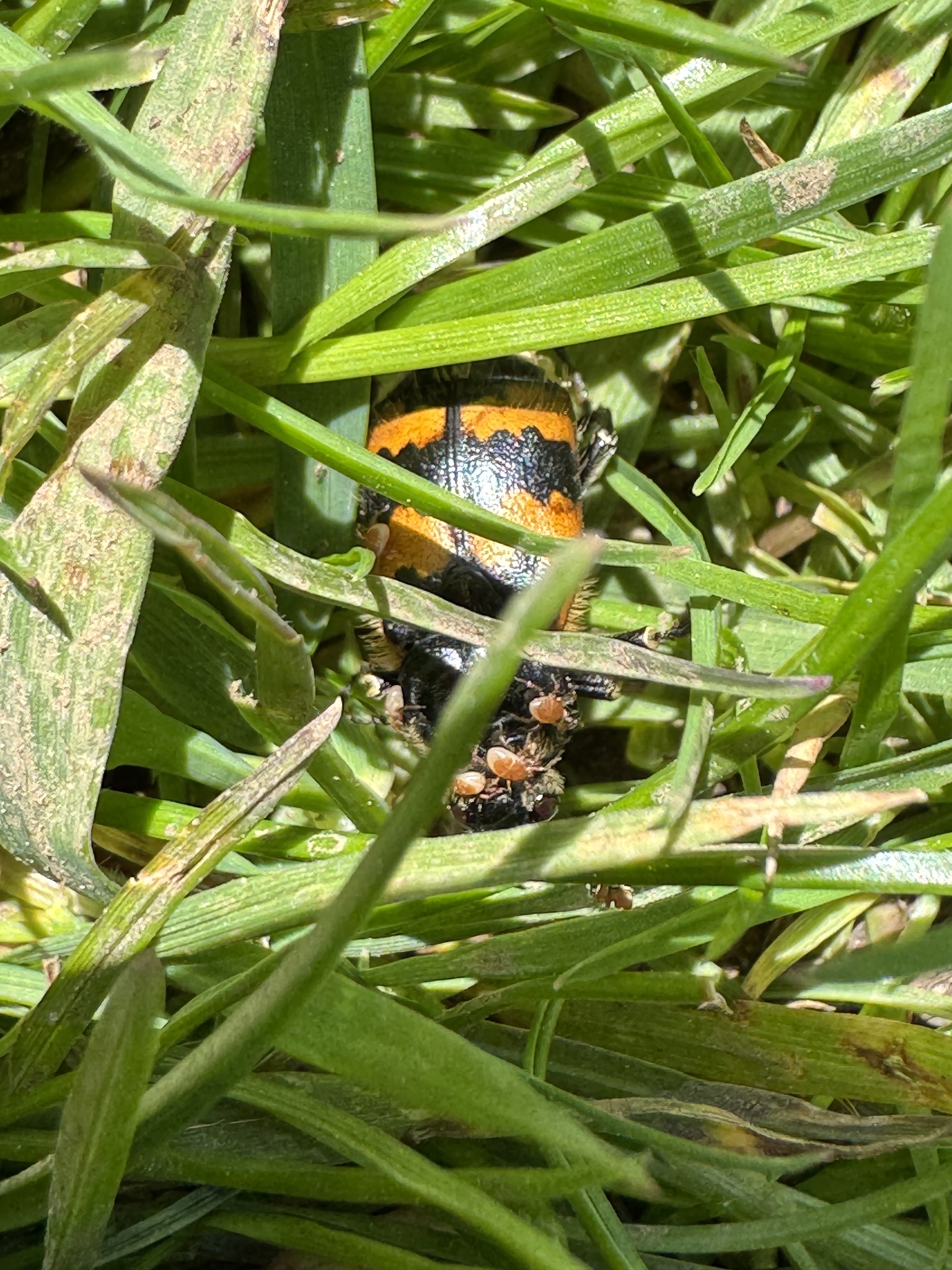 Poecilochirus necrophori Vitzthum, 1930