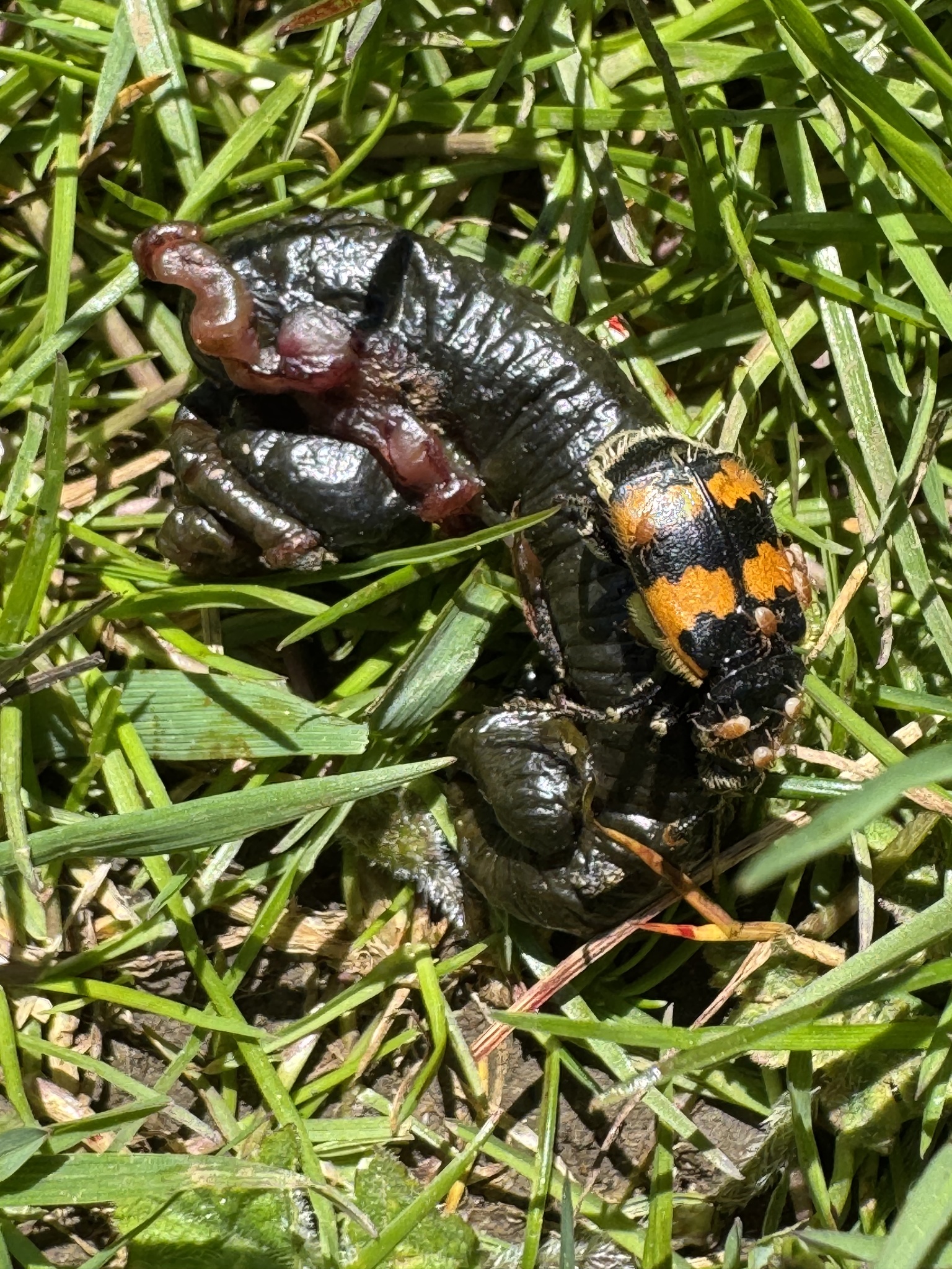 Poecilochirus necrophori Vitzthum, 1930