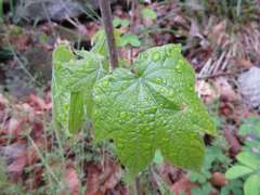 Alangium platanifolium