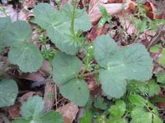Heracleum moellendorffii