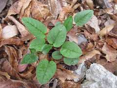 Trigonotis radicans sericea