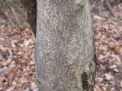 Maclura tricuspidata