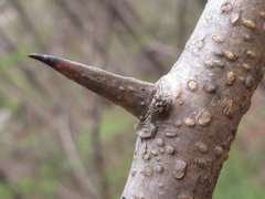 Maclura tricuspidata