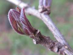 Maclura tricuspidata