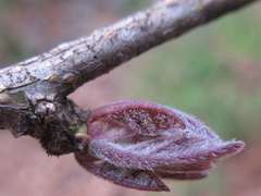 Maclura tricuspidata