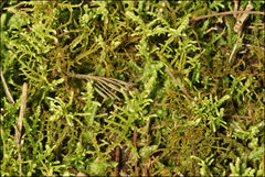 Thuidiopsis sparsa