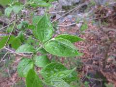 Philadelphus schrenkii