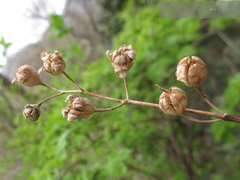 Philadelphus schrenkii