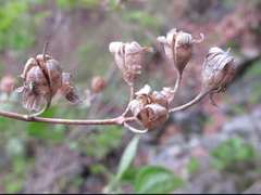 Philadelphus schrenkii