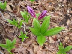 Rhododendron yedoense