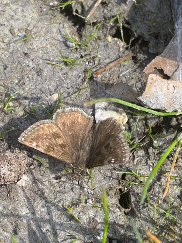 Dingy Skipper