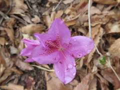 Rhododendron yedoense