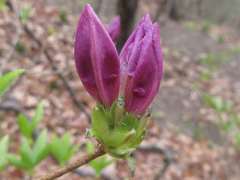 Rhododendron yedoense