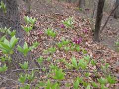 Rhododendron yedoense