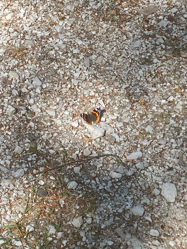 Red Admiral