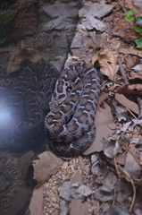 Montivipera wagneri