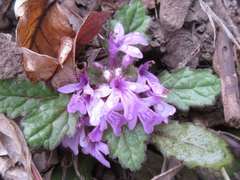 Ajuga decumbens