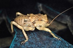 Enyaliopsis transvaalensis