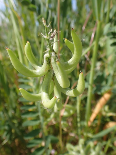 Southern Milkvetch