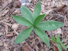 Lilium tsingtauense